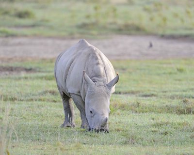 Rhinoceros, White, Juvenile-011013-Lake Nakuru National Park, Kenya-#0344.jpg
