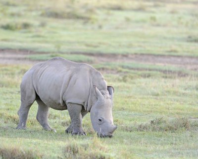 Rhinoceros, White, Juvenile-011013-Lake Nakuru National Park, Kenya-#0346.jpg