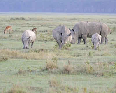 Rhinoceros, White-011013-Lake Nakuru National Park, Kenya-#0127.jpg