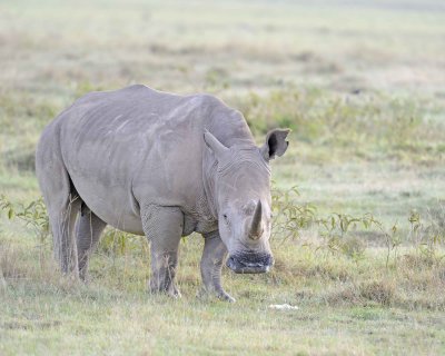 Rhinoceros, White-011013-Lake Nakuru National Park, Kenya-#0168.jpg