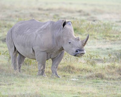 Rhinoceros, White-011013-Lake Nakuru National Park, Kenya-#0170.jpg
