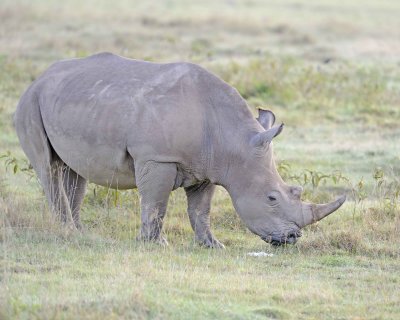 Rhinoceros, White-011013-Lake Nakuru National Park, Kenya-#0178.jpg
