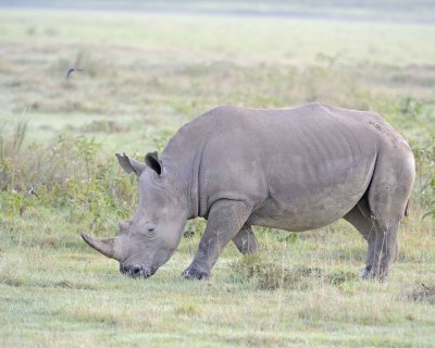 Rhinoceros, White-011013-Lake Nakuru National Park, Kenya-#0232.jpg