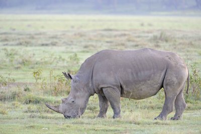 Rhinoceros, White-011013-Lake Nakuru National Park, Kenya-#0258.jpg