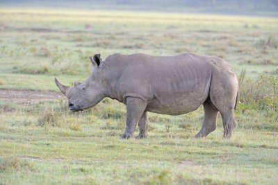 Rhinoceros, White-011013-Lake Nakuru National Park, Kenya-#0302.jpg