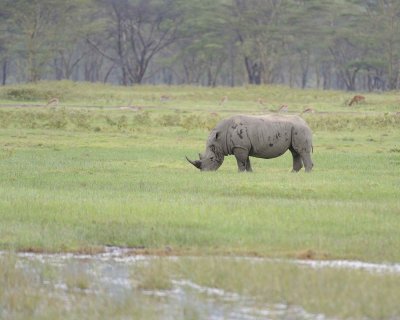 Rhinoceros, White-011013-Lake Nakuru National Park, Kenya-#3317.jpg