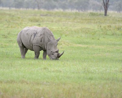 Rhinoceros, White-011013-Lake Nakuru National Park, Kenya-#3454.jpg