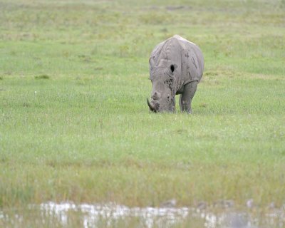 Rhinoceros, White-011013-Lake Nakuru National Park, Kenya-#3471.jpg