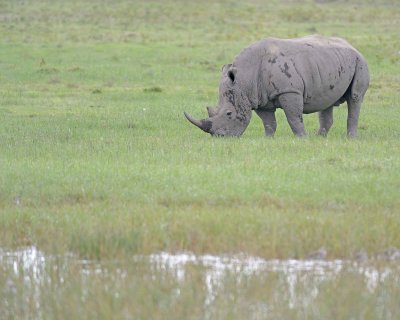Rhinoceros, White-011013-Lake Nakuru National Park, Kenya-#3494.jpg