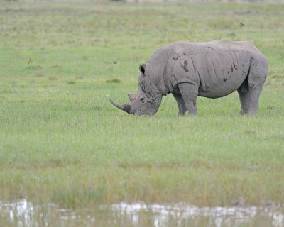 Rhinoceros, White-011013-Lake Nakuru National Park, Kenya-#3514.jpg