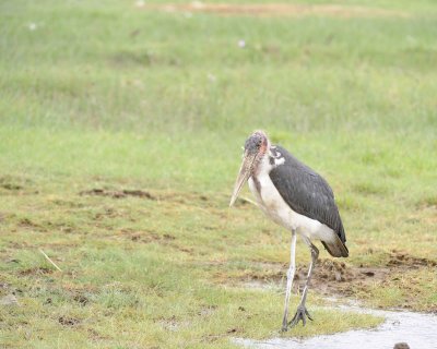 Gallery of Marabou Stork