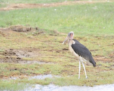 Stork, Marabou-011013-Lake Nakuru National Park, Kenya-#3868.jpg
