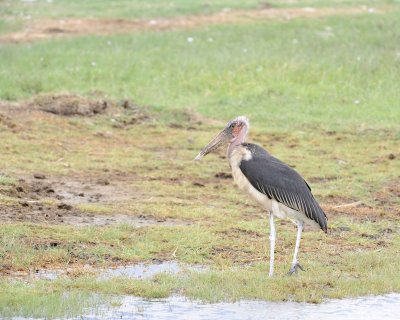 Stork, Marabou-011013-Lake Nakuru National Park, Kenya-#3872.jpg