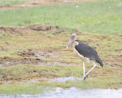 Stork, Marabou-011013-Lake Nakuru National Park, Kenya-#3874.jpg