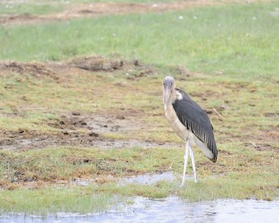 Stork, Marabou-011013-Lake Nakuru National Park, Kenya-#3900.jpg