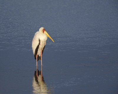 Gallery of Yellow-billed Stork