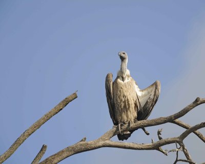 Vulture, White-backed-011013-Lake Nakuru National Park, Kenya-#1336.jpg
