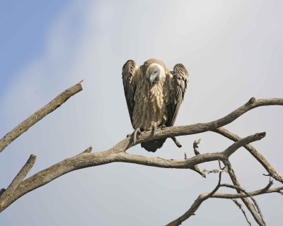 Vulture, White-backed-011013-Lake Nakuru National Park, Kenya-#1377.jpg