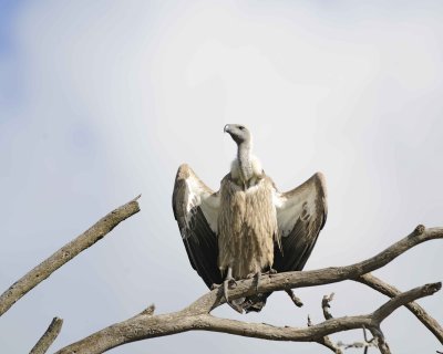 Vulture, White-backed-011013-Lake Nakuru National Park, Kenya-#1419.jpg