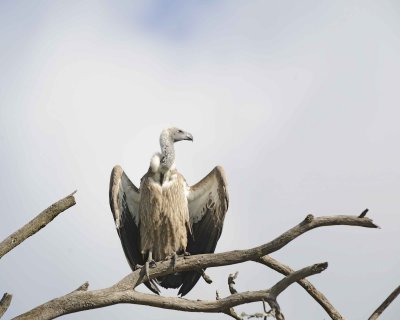 Vulture, White-backed-011013-Lake Nakuru National Park, Kenya-#1427.jpg