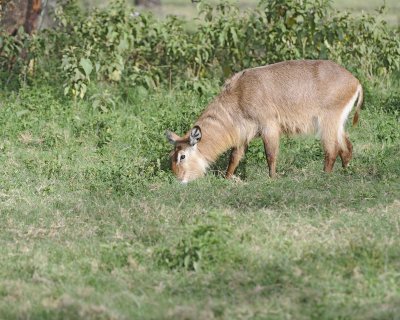 Waterbuck, Defassa, Ewe-011013-Lake Nakuru National Park, Kenya-#3230.jpg