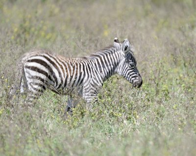 Zebra, Burchell's, Foal-011013-Lake Nakuru National Park, Kenya-#1695.jpg