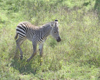 Zebra, Burchells, Foal-011013-Lake Nakuru National Park, Kenya-#2664.jpg