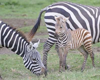 Zebra, Burchell's, Foal-011013-Lake Nakuru National Park, Kenya-#4334.jpg