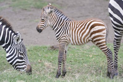 Zebra, Burchell's, Foal-011013-Lake Nakuru National Park, Kenya-#4385.jpg