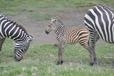 Zebra, Burchell's, Foal-011013-Lake Nakuru National Park, Kenya-#4821.jpg