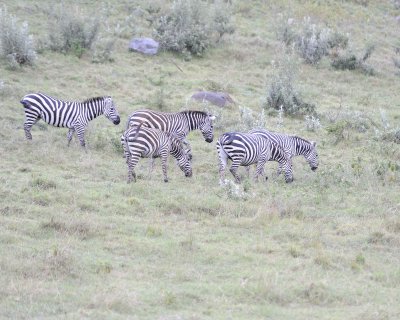 Zebra, Burchell's, Herd-011013-Lake Nakuru National Park, Kenya-#2131.jpg