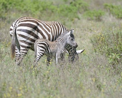 Zebra, Burchell's, Mare & Foal-011013-Lake Nakuru National Park, Kenya-#1702.jpg