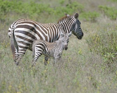 Zebra, Burchell's, Mare & Foal-011013-Lake Nakuru National Park, Kenya-#1721.jpg