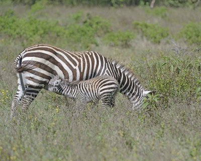 Zebra, Burchell's, Mare & Foal-011013-Lake Nakuru National Park, Kenya-#1740.jpg