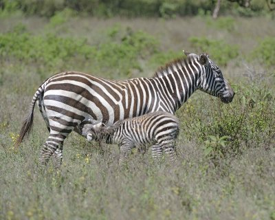 Zebra, Burchell's, Mare & Foal-011013-Lake Nakuru National Park, Kenya-#1774.jpg