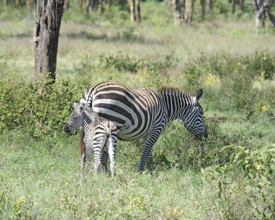 Zebra, Burchell's, Mare & Foal-011013-Lake Nakuru National Park, Kenya-#2684.jpg