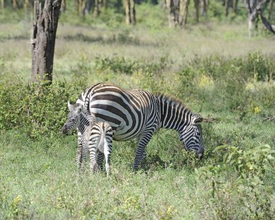 Zebra, Burchell's, Mare & Foal-011013-Lake Nakuru National Park, Kenya-#2686.jpg