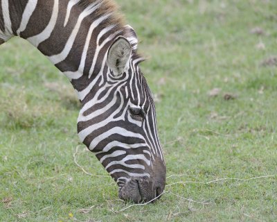 Zebra, Burchell's, head-011013-Lake Nakuru National Park, Kenya-#4247.jpg