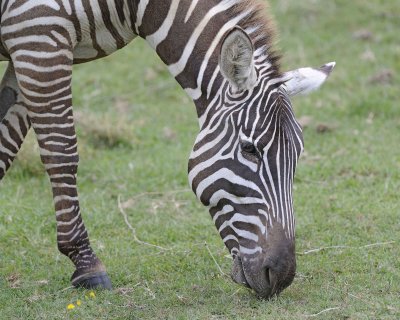 Zebra, Burchell's, head-011013-Lake Nakuru National Park, Kenya-#4254.jpg