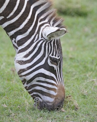 Zebra, Burchell's, head-011013-Lake Nakuru National Park, Kenya-#4265.jpg