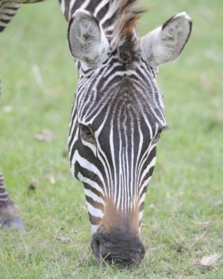 Zebra, Burchell's, head-011013-Lake Nakuru National Park, Kenya-#4274.jpg