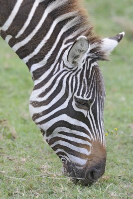 Zebra, Burchell's, head-011013-Lake Nakuru National Park, Kenya-#4308.jpg