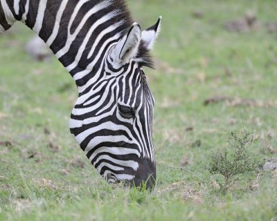 Zebra, Burchell's, head-011013-Lake Nakuru National Park, Kenya-#4349.jpg
