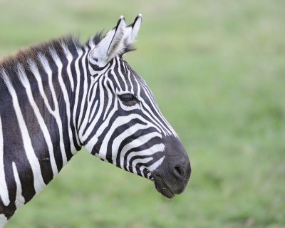 Zebra, Burchell's, head-011013-Lake Nakuru National Park, Kenya-#4361.jpg