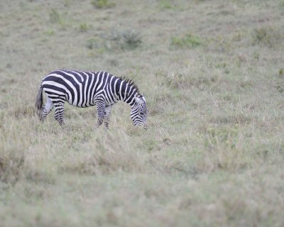 Zebra, Burchell's-011013-Lake Nakuru National Park, Kenya-#2053.jpg