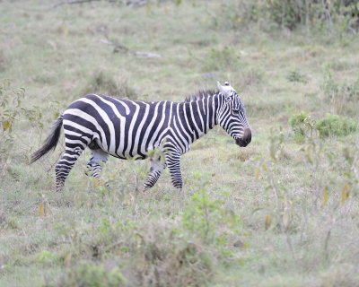 Zebra, Burchell's-011013-Lake Nakuru National Park, Kenya-#2153.jpg