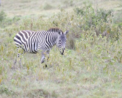 Zebra, Burchell's-011013-Lake Nakuru National Park, Kenya-#2157.jpg