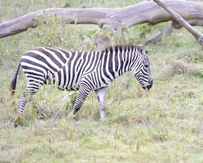 Zebra, Burchell's-011013-Lake Nakuru National Park, Kenya-#2169.jpg