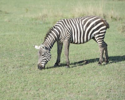 Zebra, Burchell's-011013-Lake Nakuru National Park, Kenya-#2313.jpg