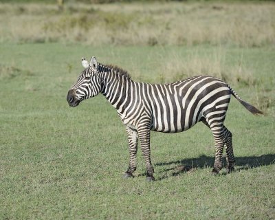 Zebra, Burchell's-011013-Lake Nakuru National Park, Kenya-#2334.jpg